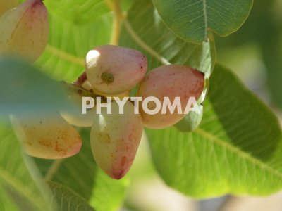 Ninfa Acrosternum sp